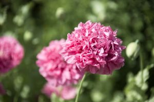 In 2015 Yorkshire in Bloom judges said “ High Royds Memorial Garden is a real gem. The raised beds around the entrance looked impressive packed with nectar-rich herbaceous perennials”. They went on to say it was capable of further development and in 2016 with the help of a grant from Tesco’s “Bag of Help” appeal and willing volunteers further work has been carried out in the garden and adjoining wood.